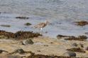 IMG_7915 Curlew